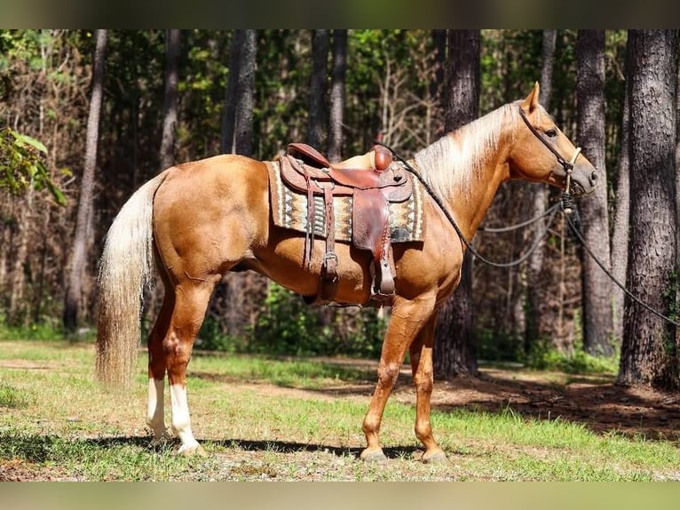 American Quarter Horse Stallion 7 years 15,3 hh Palomino in Hollister