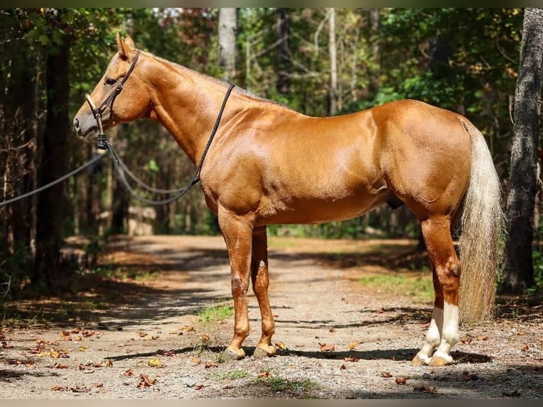 American Quarter Horse Stallion 7 years 15,3 hh Palomino in Hollister