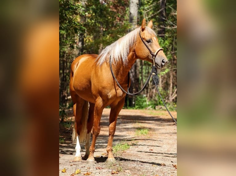 American Quarter Horse Stallion 7 years 15,3 hh Palomino in Hollister