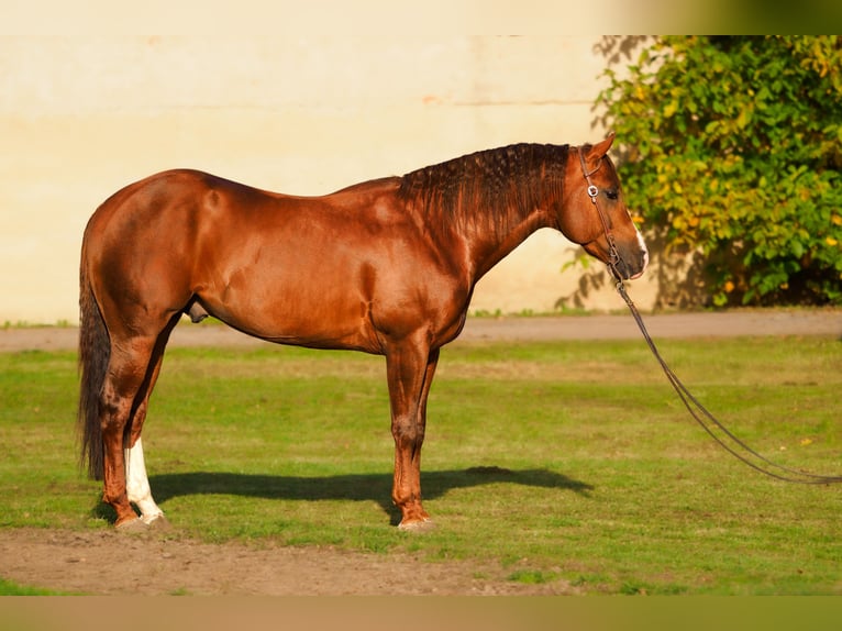 American Quarter Horse Stallion 7 years Sorrel in Charlotte