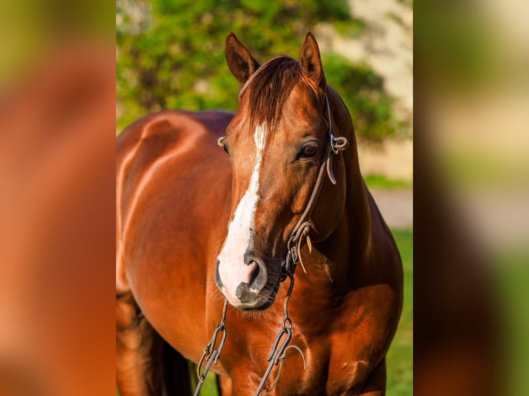American Quarter Horse Stallion 7 years Sorrel in Charlotte