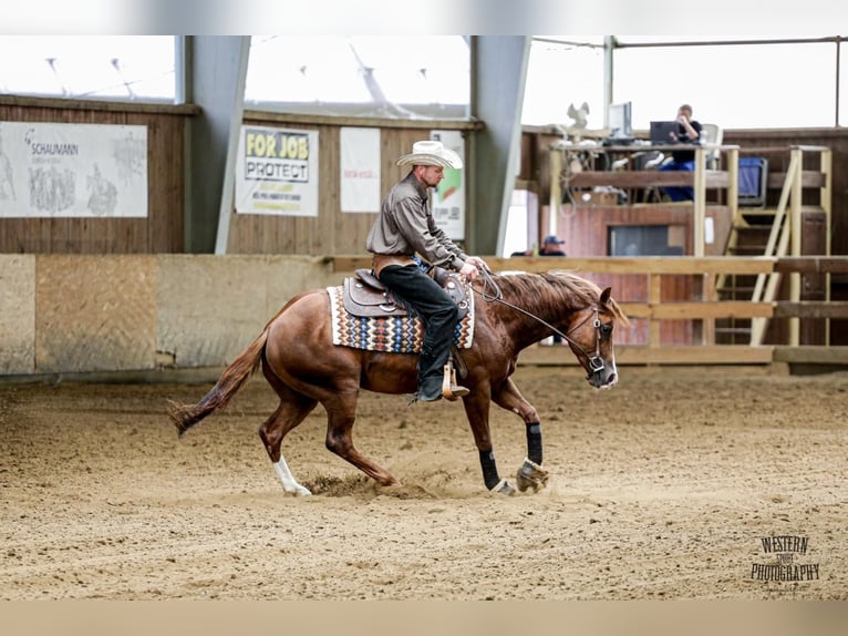American Quarter Horse Stallion 7 years Sorrel in Charlotte