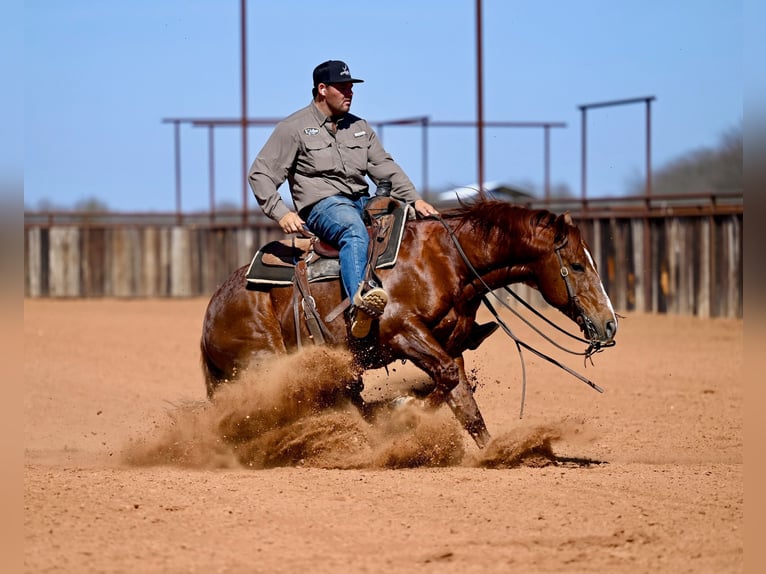 American Quarter Horse Stallion 8 years 14.2 hh Sorrel in Waco