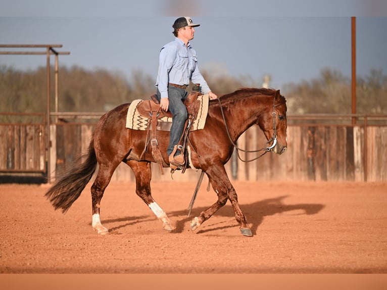 American Quarter Horse Stallion 8 years 14.2 hh Sorrel in Waco