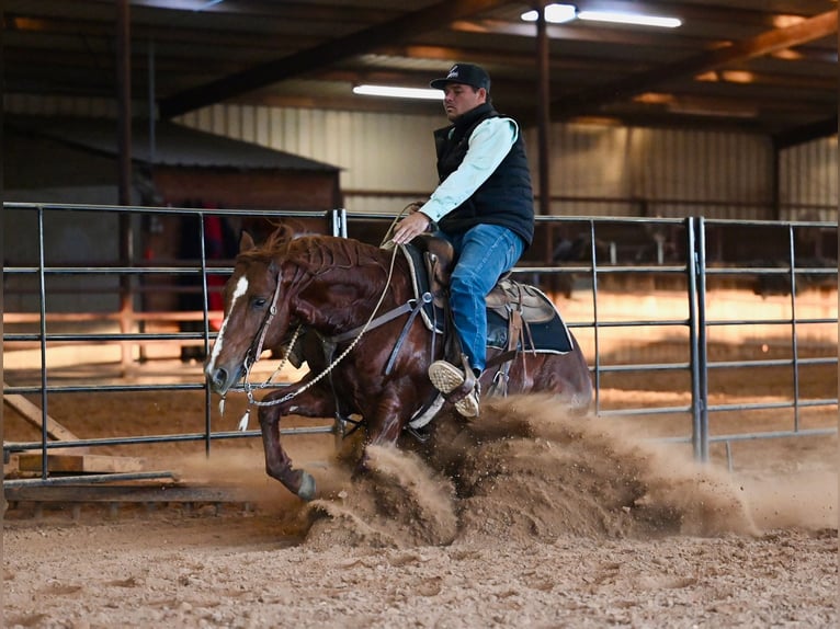 American Quarter Horse Stallion 8 years 14.2 hh Sorrel in Waco