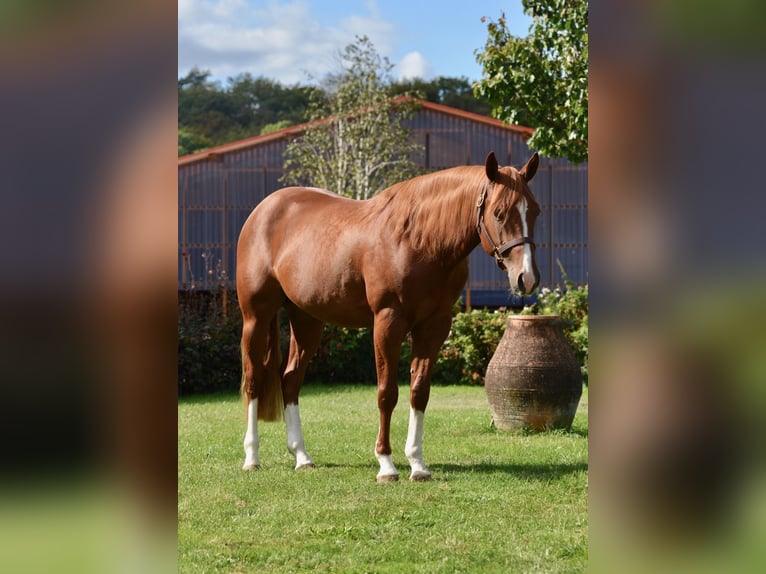 American Quarter Horse Stallion 8 years 14,3 hh Chestnut-Red in Wolfsburg