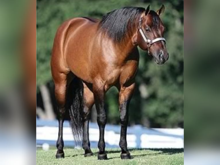 American Quarter Horse Stallion 8 years 14,3 hh Dun in Rheinberg