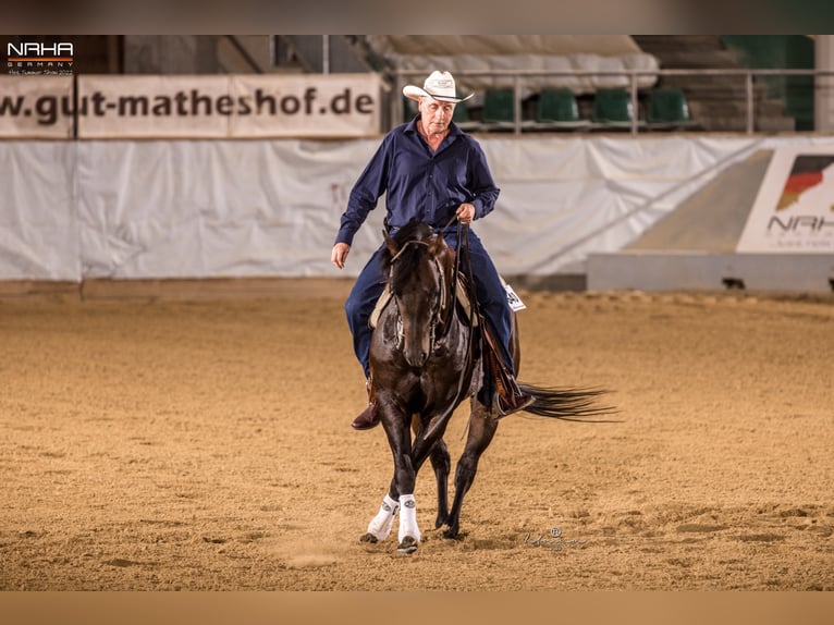 American Quarter Horse Stallion 8 years 14,3 hh Dun in Rheinberg