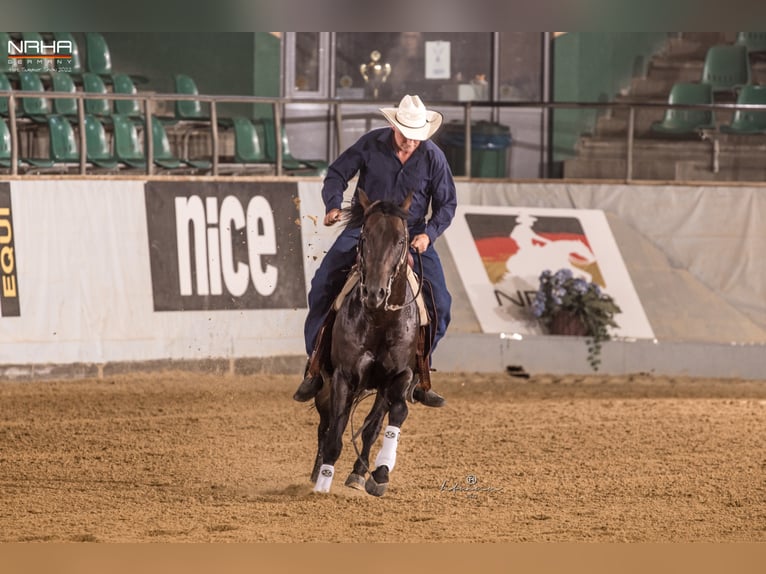 American Quarter Horse Stallion 8 years 14,3 hh Dun in Rheinberg