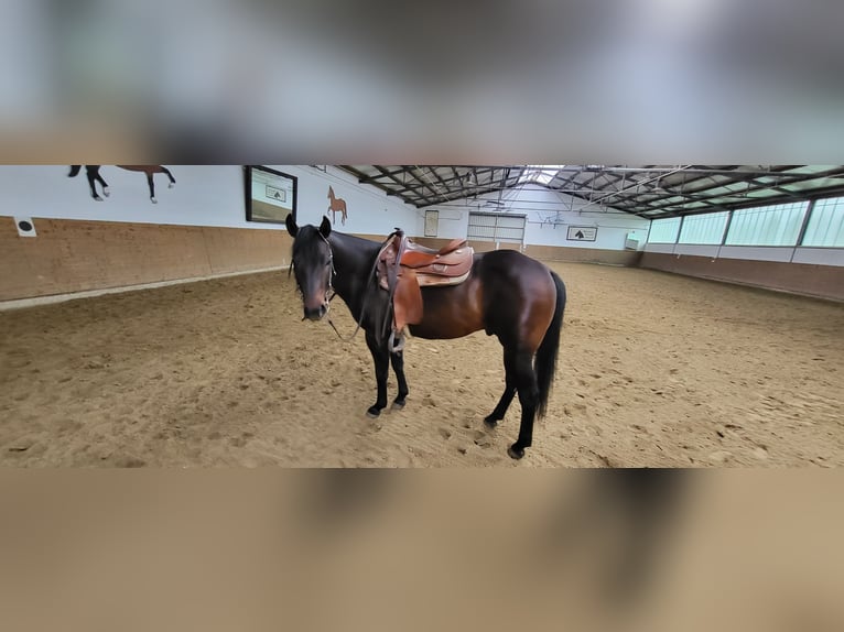 American Quarter Horse Stallion 8 years 14,3 hh Dun in Rheinberg