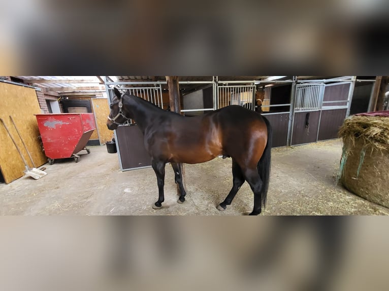 American Quarter Horse Stallion 8 years 14,3 hh Dun in Rheinberg