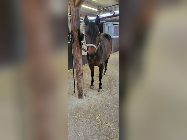 American Quarter Horse Stallion 8 years 14,3 hh Dun in Rheinberg