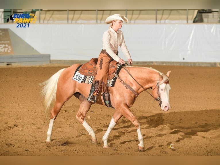 American Quarter Horse Stallion 8 years 15.1 hh Palomino in Haldenwang