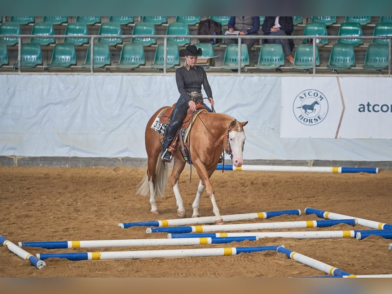 American Quarter Horse Stallion 8 years 15.1 hh Palomino in Haldenwang