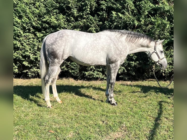 American Quarter Horse Stallion 8 years 15 hh Gray in Reggio Emilia