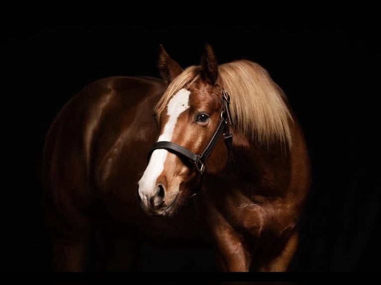 American Quarter Horse Stallion 8 years Chestnut-Red in Ahorn