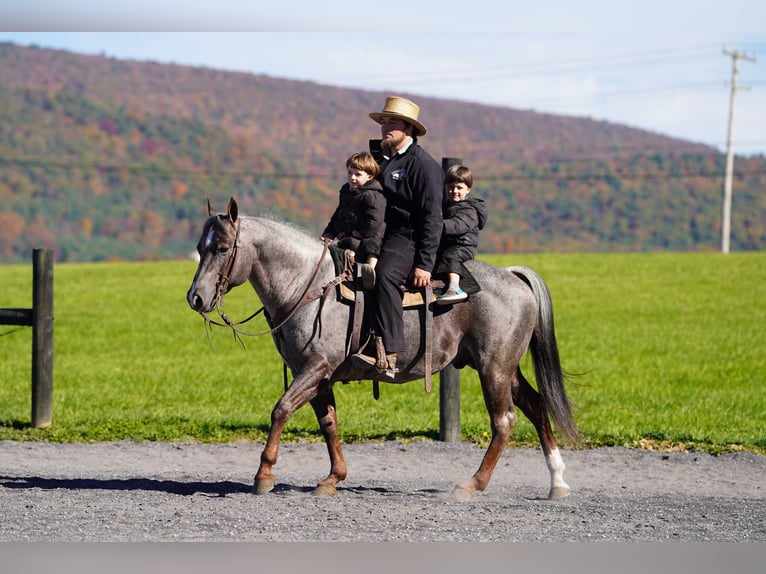 American Quarter Horse Stallion 8 years Roan-Bay in Rebersburg