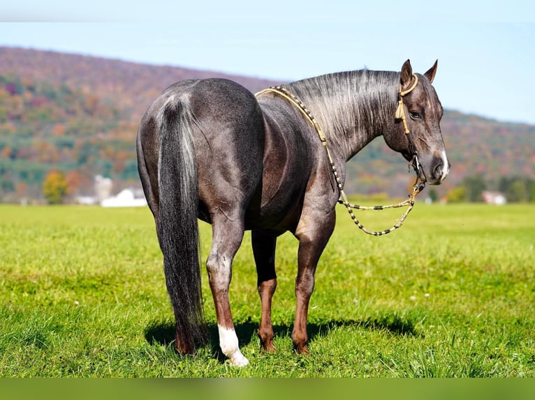 American Quarter Horse Stallion 8 years Roan-Bay in Rebersburg