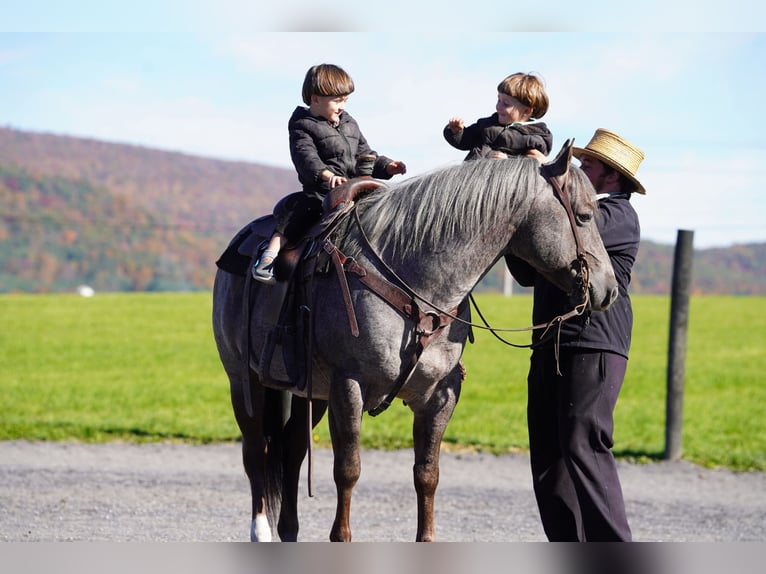 American Quarter Horse Stallion 8 years Roan-Bay in Rebersburg