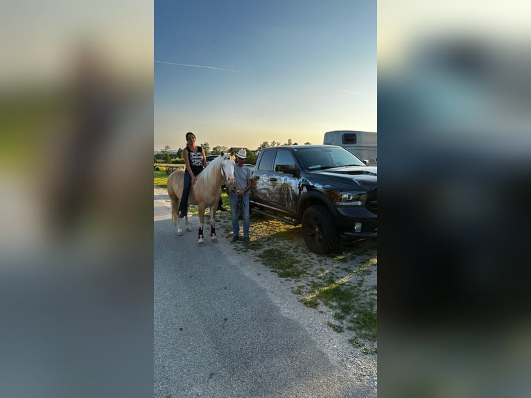 American Quarter Horse Stallion 9 years 13,3 hh Palomino in Neukirchen am Walde