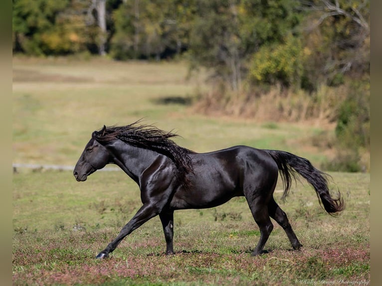 American Quarter Horse Stallion 9 years 14,2 hh Black in Auburn