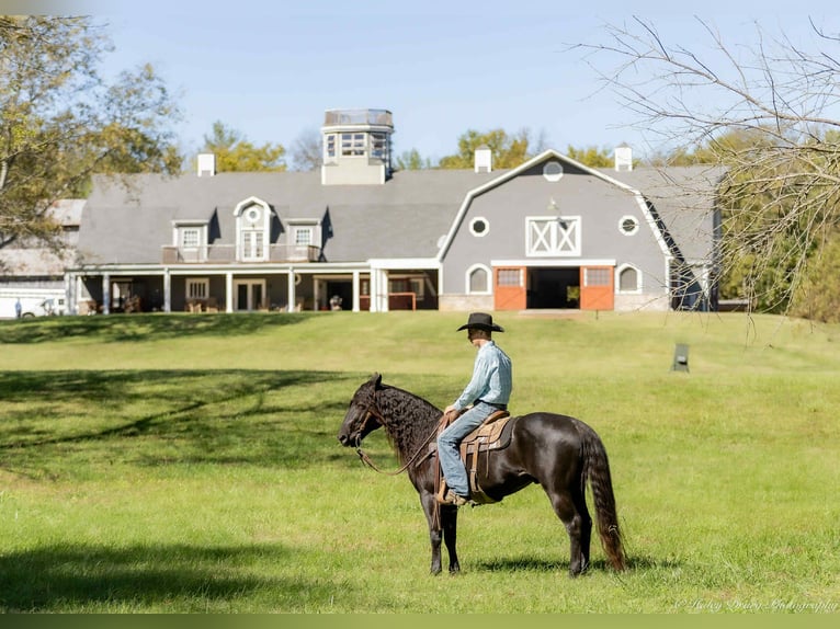American Quarter Horse Stallion 9 years 14,2 hh Black in Auburn