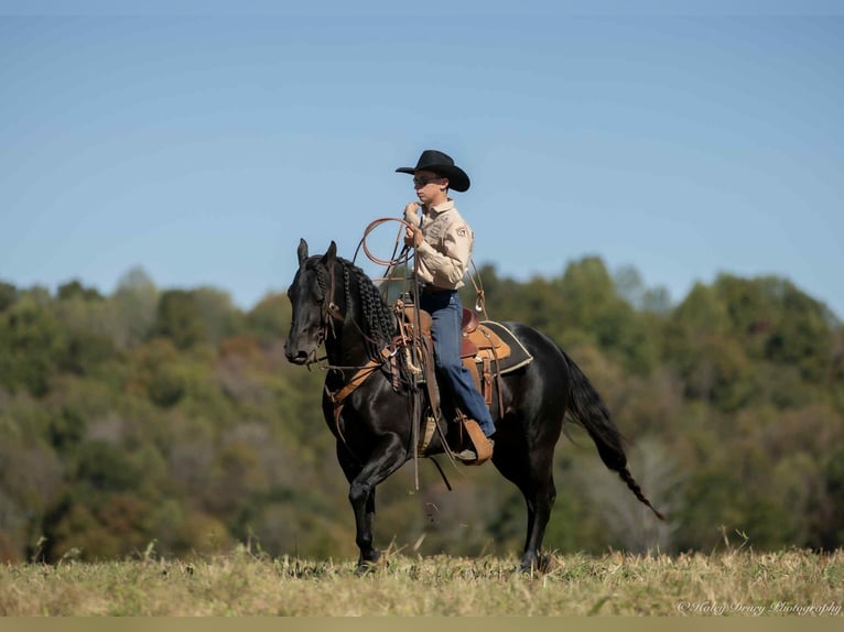American Quarter Horse Stallion 9 years 14,2 hh Black in Auburn