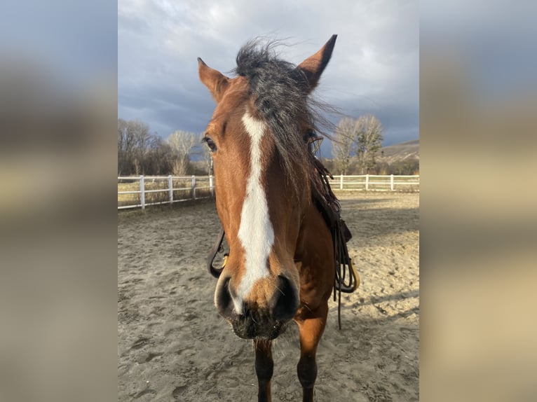 American Quarter Horse Stallion 9 years 14,2 hh Brown in Hainburg