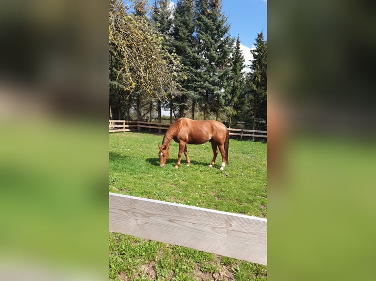 American Quarter Horse Stallion 9 years 14,3 hh Chestnut-Red in Heringen
