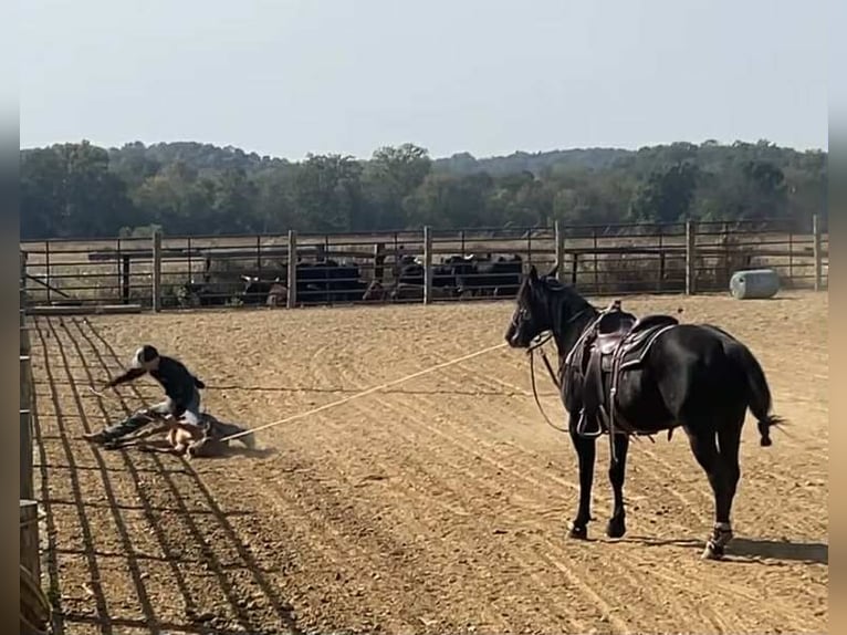 American Quarter Horse Stallion 9 years 14,2 hh Black in Auburn
