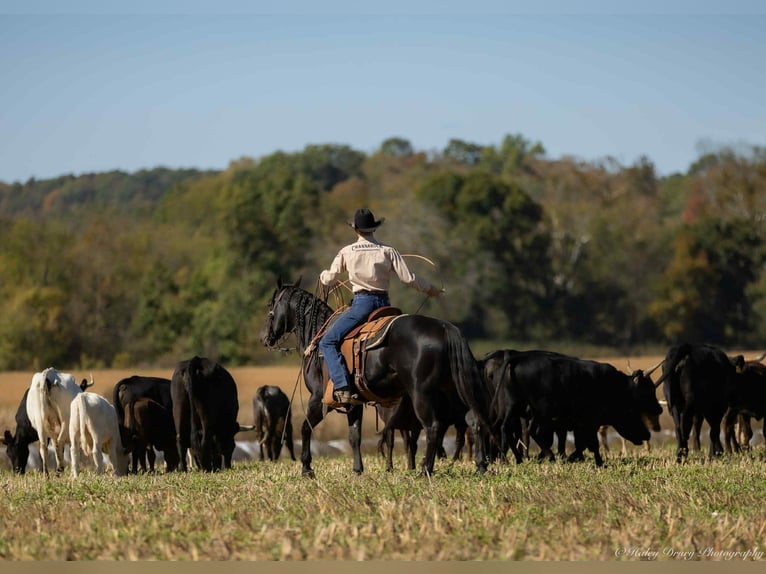 American Quarter Horse Stallion 9 years 14,2 hh Black in Auburn American Quarter Horse Stallion 9 years 14,2 hh Black in Auburn