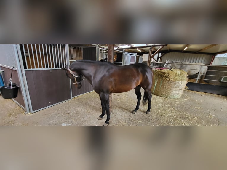 American Quarter Horse Stallion 9 years 14,3 hh Dun in Rheinberg