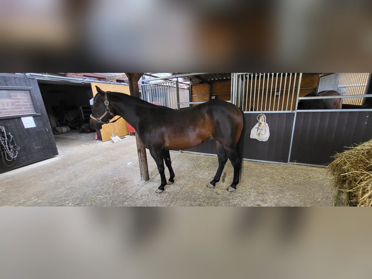 American Quarter Horse Stallion 9 years 14,3 hh Dun in Rheinberg