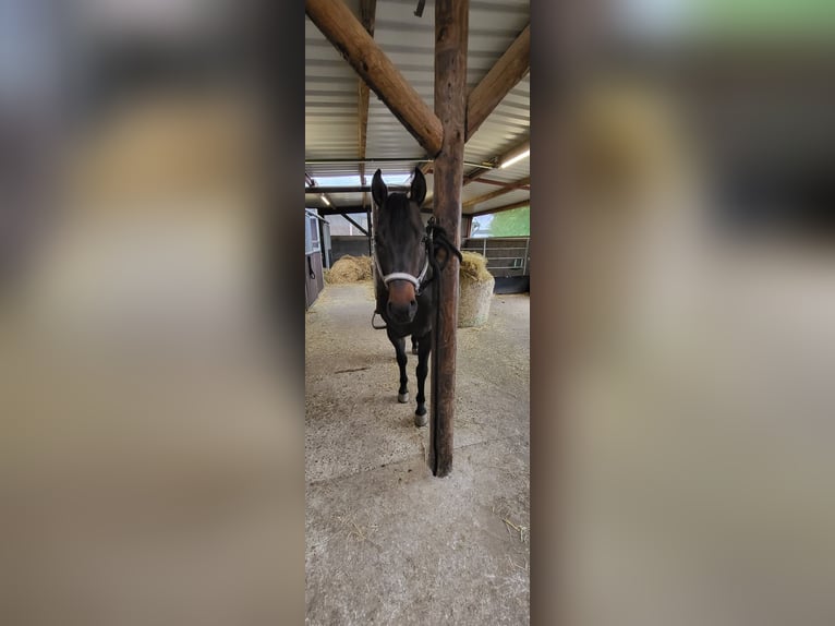 American Quarter Horse Stallion 9 years 14,3 hh Dun in Rheinberg