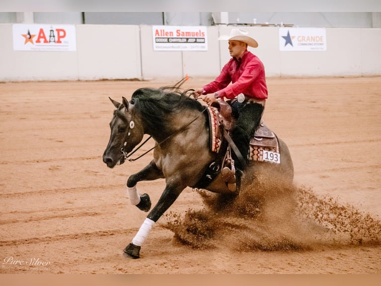 American Quarter Horse Stallion 9 years 15.1 hh Grullo in Gowarczów