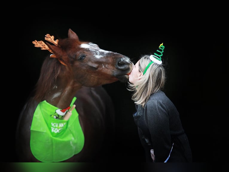 American Quarter Horse Stallion Bay-Dark in Windeck