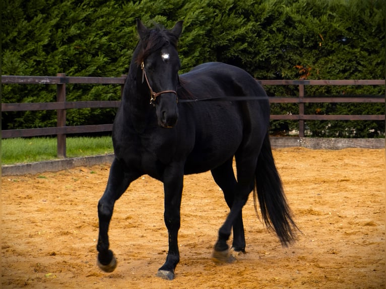 American Quarter Horse Stallion Black in Frontenaud