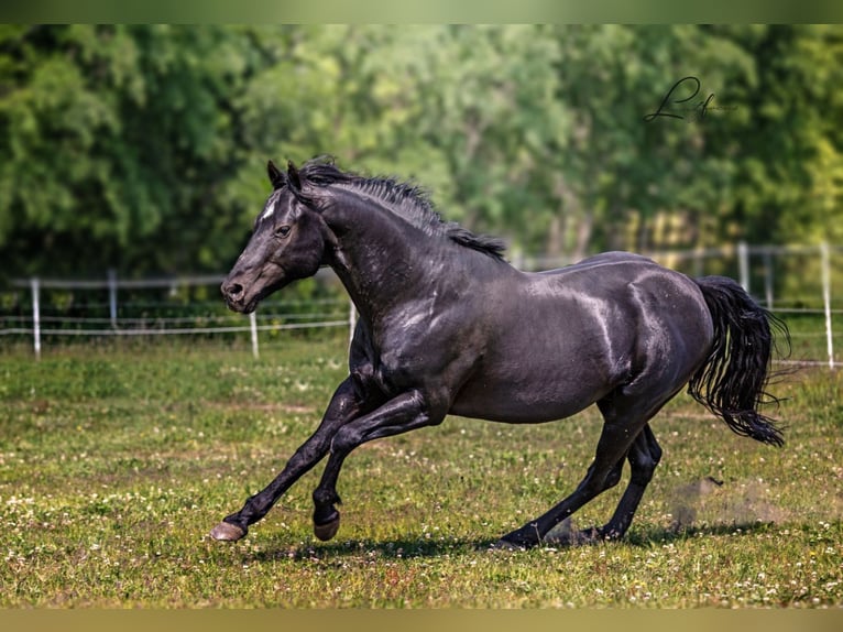 American Quarter Horse Stallion Black in Quitzdorf am See