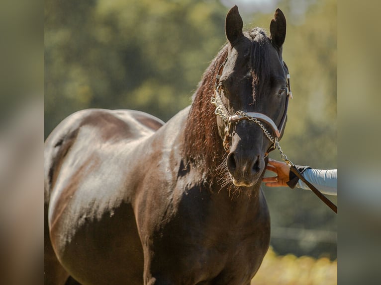 American Quarter Horse Stallion Black in Quitzdorf am See