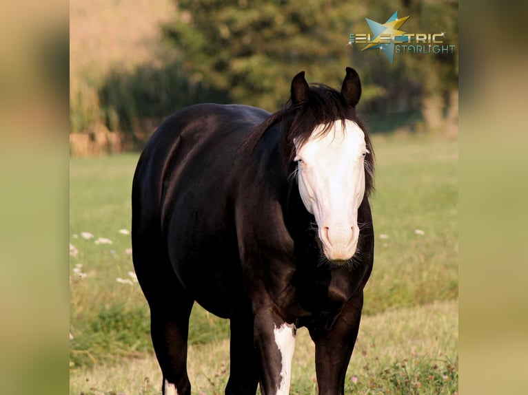 American Quarter Horse Stallion Black in Bautzen