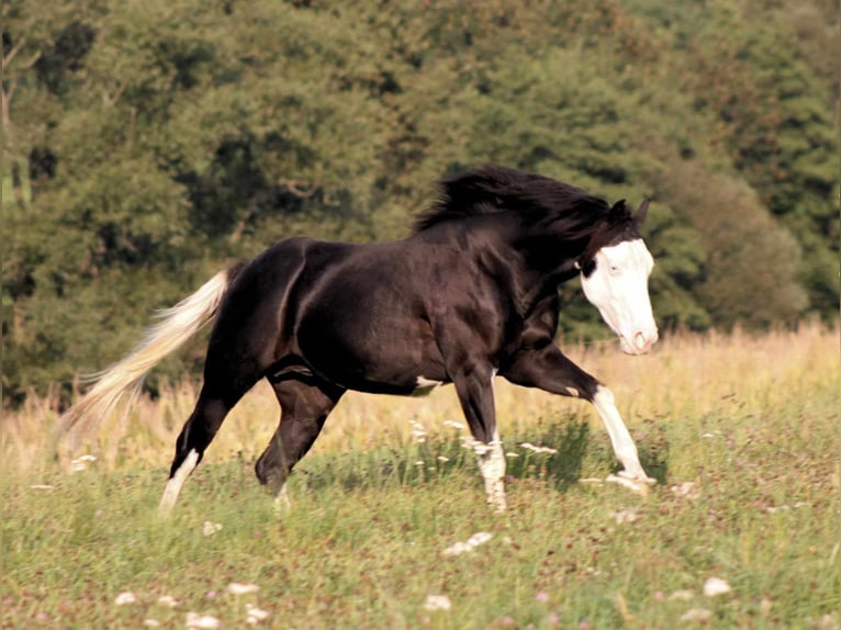 American Quarter Horse Stallion Black in Bautzen