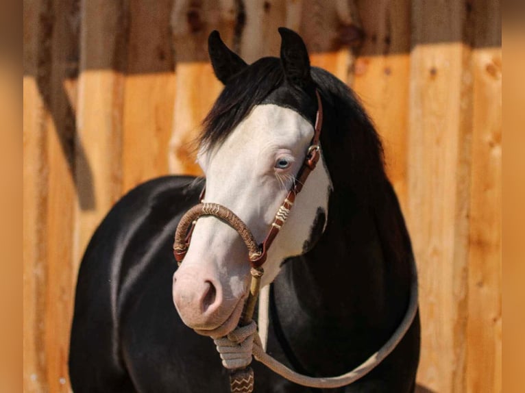 American Quarter Horse Stallion Black in Bautzen