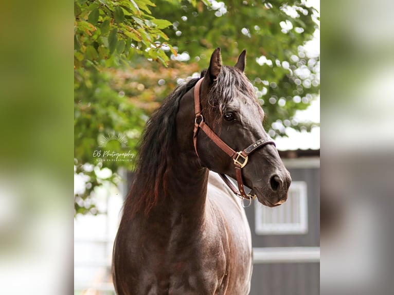 American Quarter Horse Stallion Black in Altdöbern
