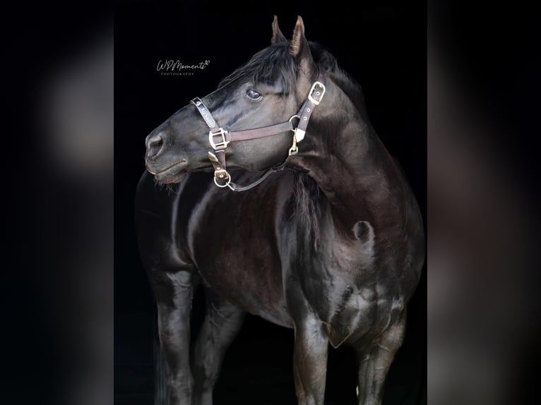 American Quarter Horse Stallion Black in Altdöbern