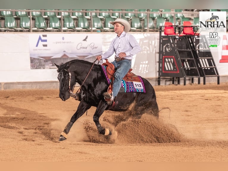 American Quarter Horse Stallion Black in Altdöbern