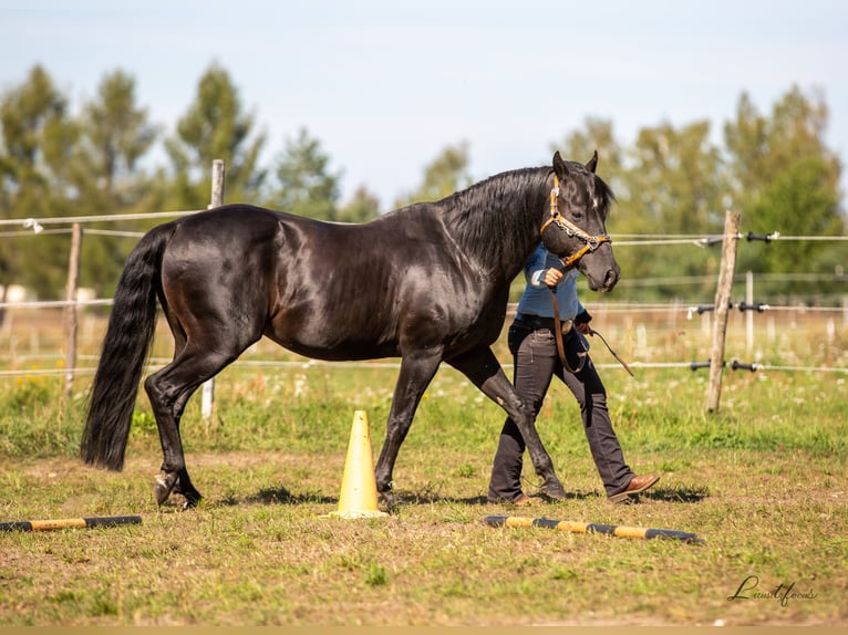 American Quarter Horse Stallion Black in Quitzdorf am See