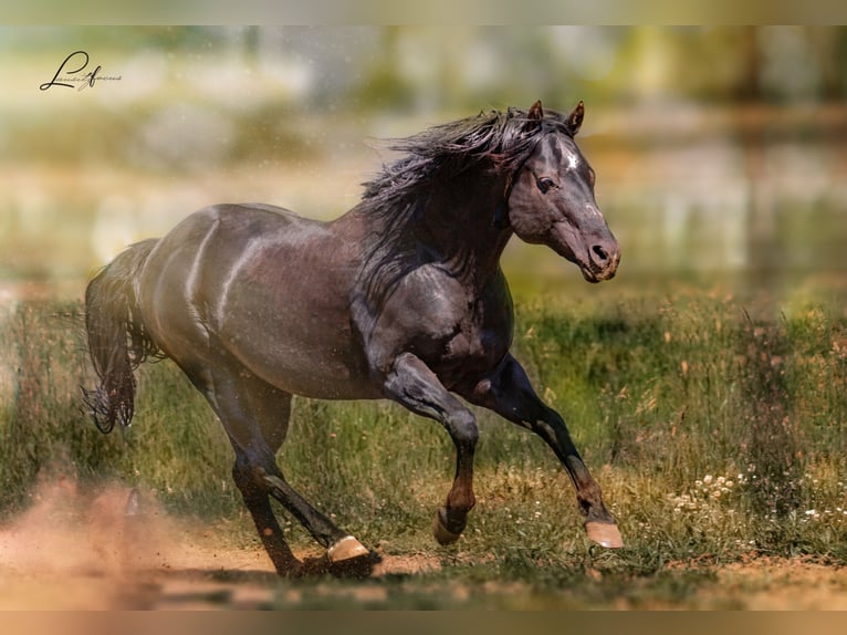American Quarter Horse Stallion Black in Quitzdorf am See