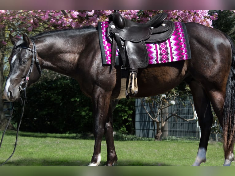 American Quarter Horse Stallion Black in Ritterhude