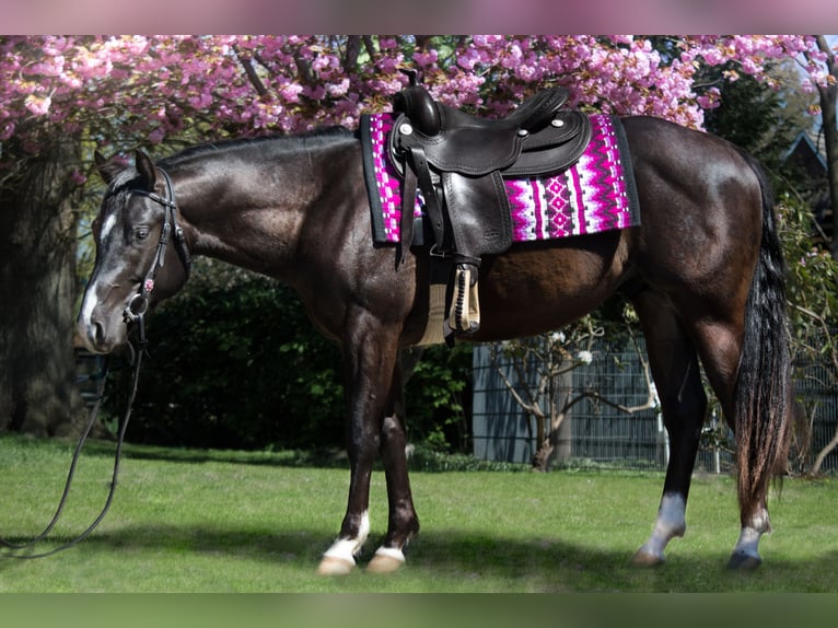 American Quarter Horse Stallion Black in Ritterhude