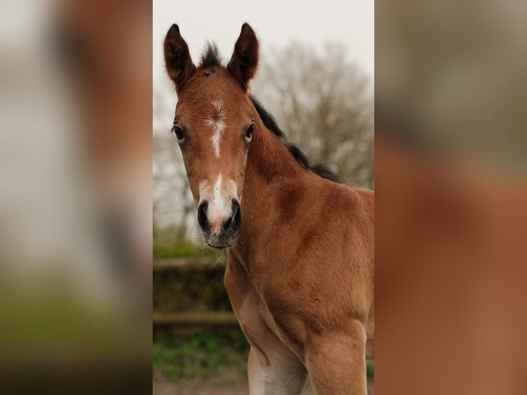 American Quarter Horse Stallion Black in Ritterhude